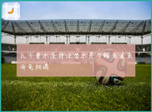 瓦卡鲁水屋持证潜水员与鳐鱼鲨鱼海龟相遇